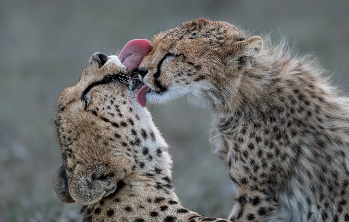 Photo wallpaper languages, wild cats, a couple, muzzle, washing, cheetahs, Moydodyr