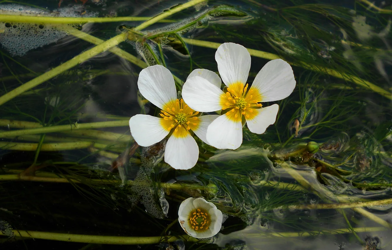 Photo wallpaper leaves, water, flowers, the dark background, bubbles, white, pond, globeflowers