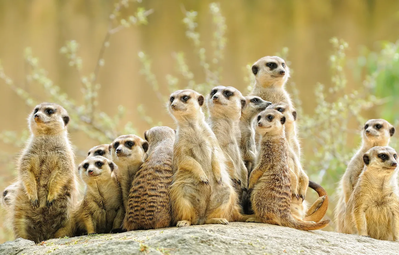 Wallpaper look, group, animals, meerkats, company, a lot, stand, meerkat,  meerkat images for desktop, section животные - download