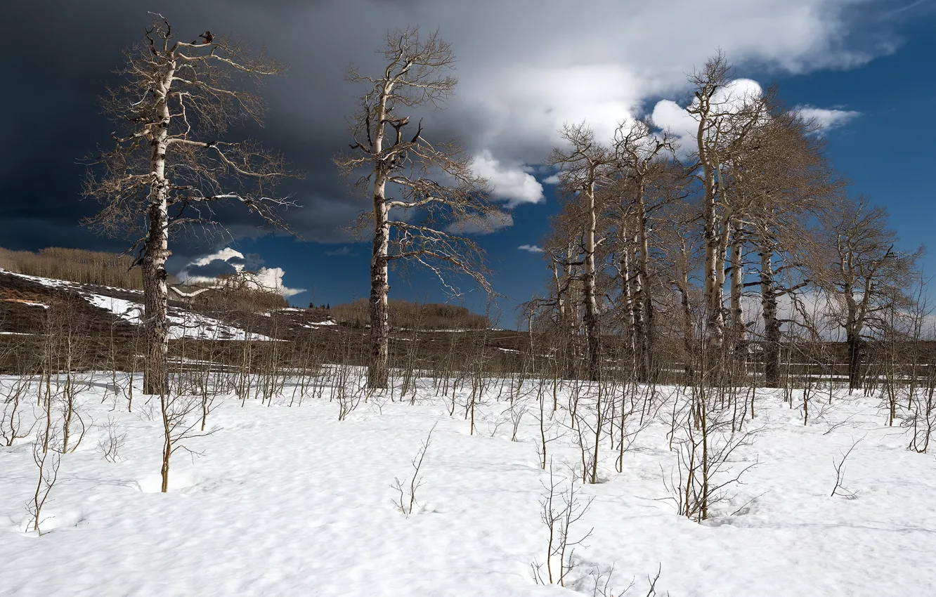 Photo wallpaper snow, trees, nature