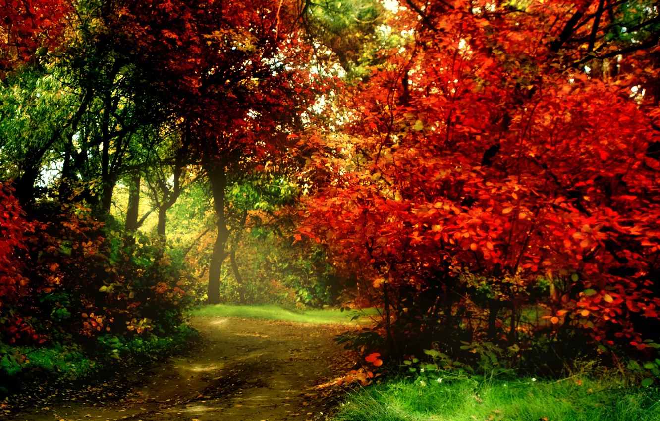 Photo wallpaper autumn, forest, leaves, trees, Park, colorful, forest, landscape, park, autumn, leaves, tree, fall