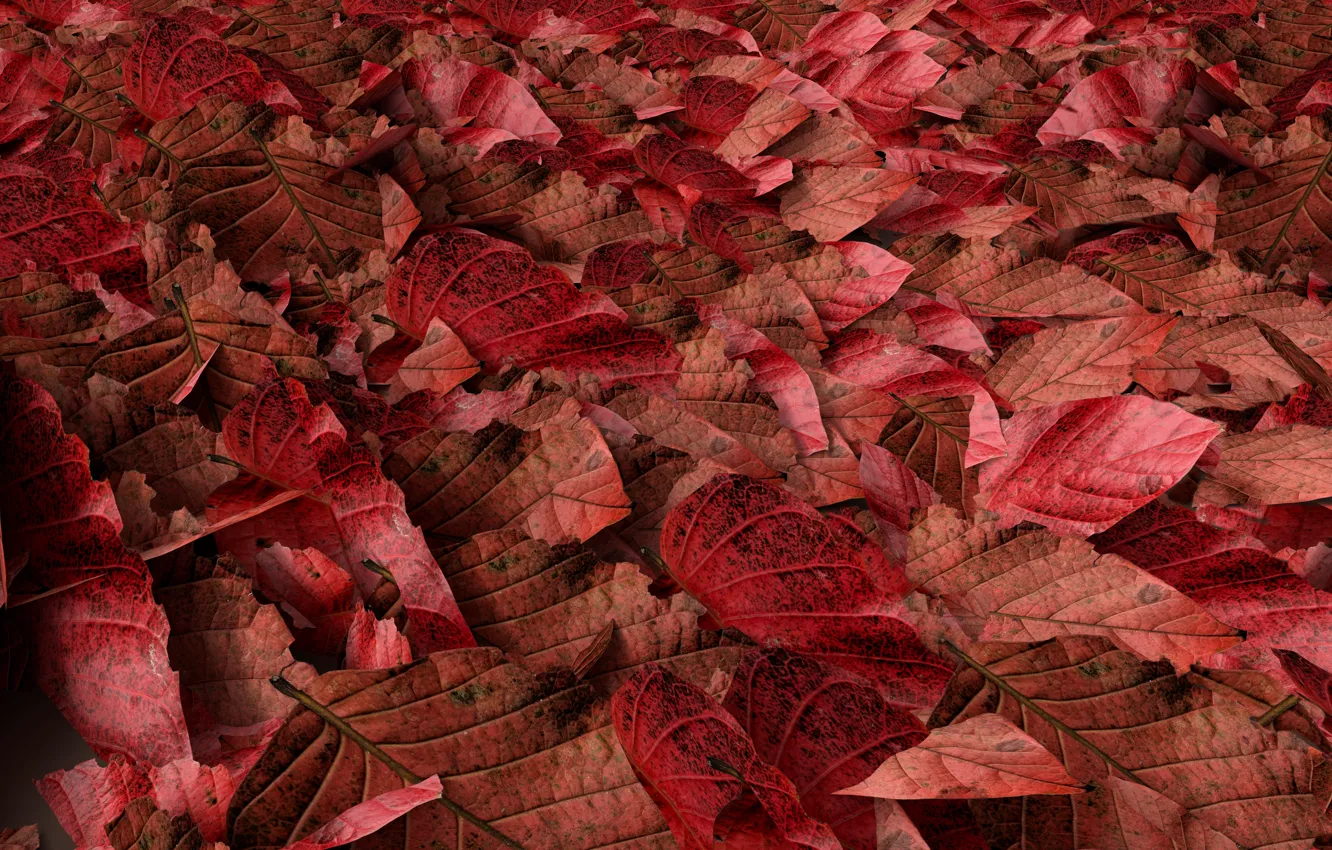 Photo wallpaper autumn, leaves, background, colorful, red, autumn, leaves, autumn