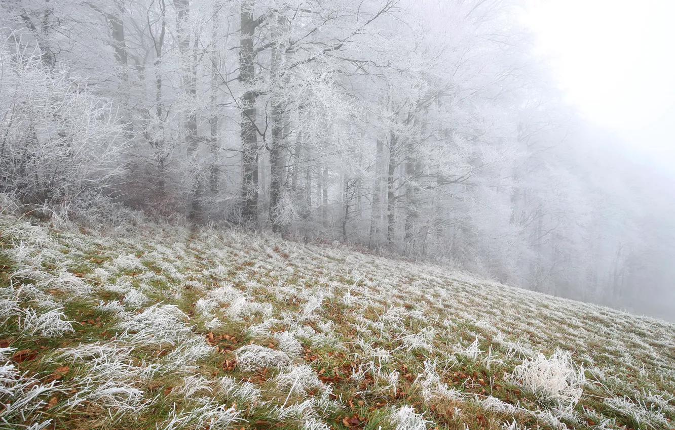 Photo wallpaper frost, snow, fog