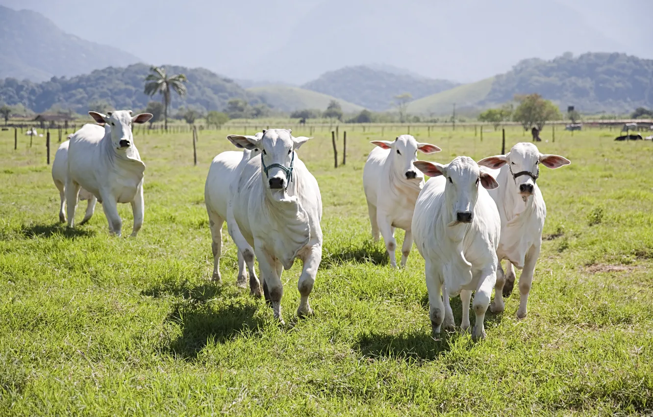 Photo wallpaper field, white, look, cow, cows, pasture, running, white, white, muzzle, bulls, the herd, bull, symbol …