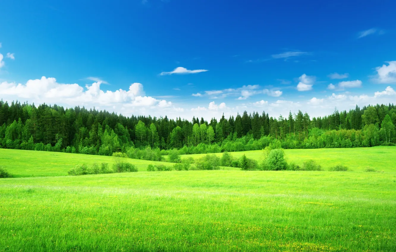 Wallpaper green, Nature, Field, Grass, Forest, tree, Forest images for  desktop, section пейзажи - download