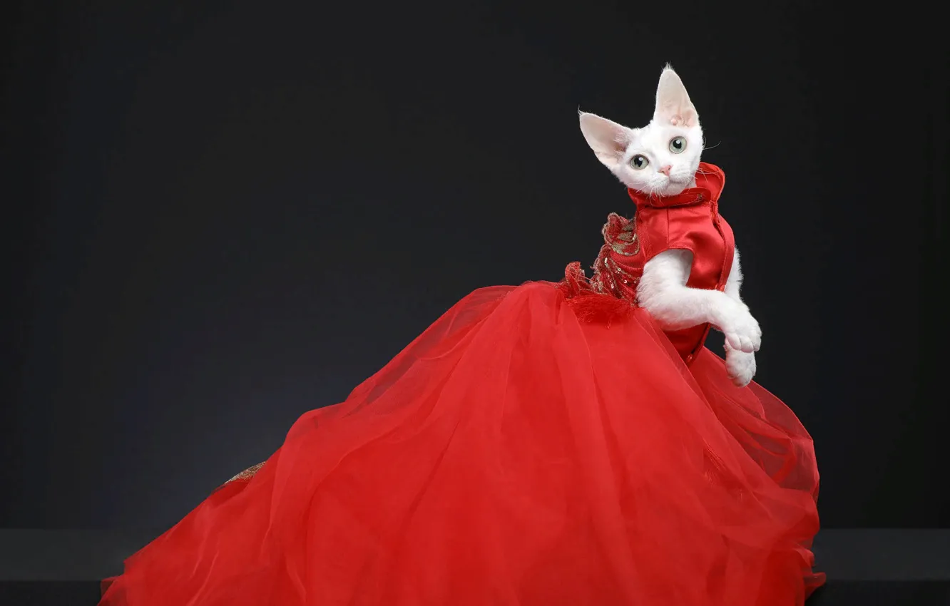 Photo wallpaper cat, pose, animal, dress, outfit