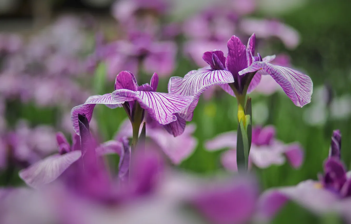 Photo wallpaper flowers, glade, garden, pink, flowerbed, irises, lilac, bokeh, blurred background