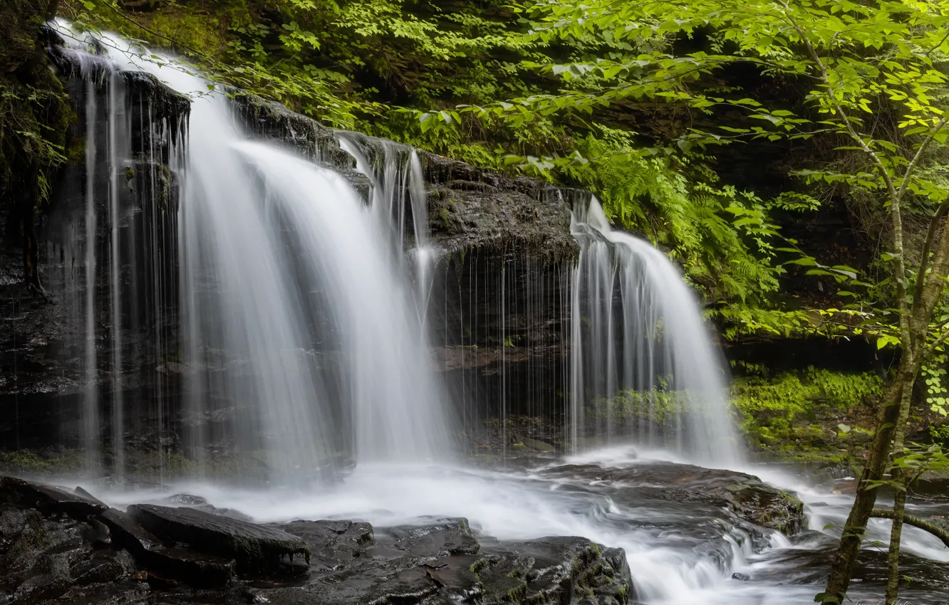 Photo wallpaper forest, waterfall, PA, cascade, Pennsylvania, Ricketts Glen State Park, State Park Ricketts Glen, Mohawk If