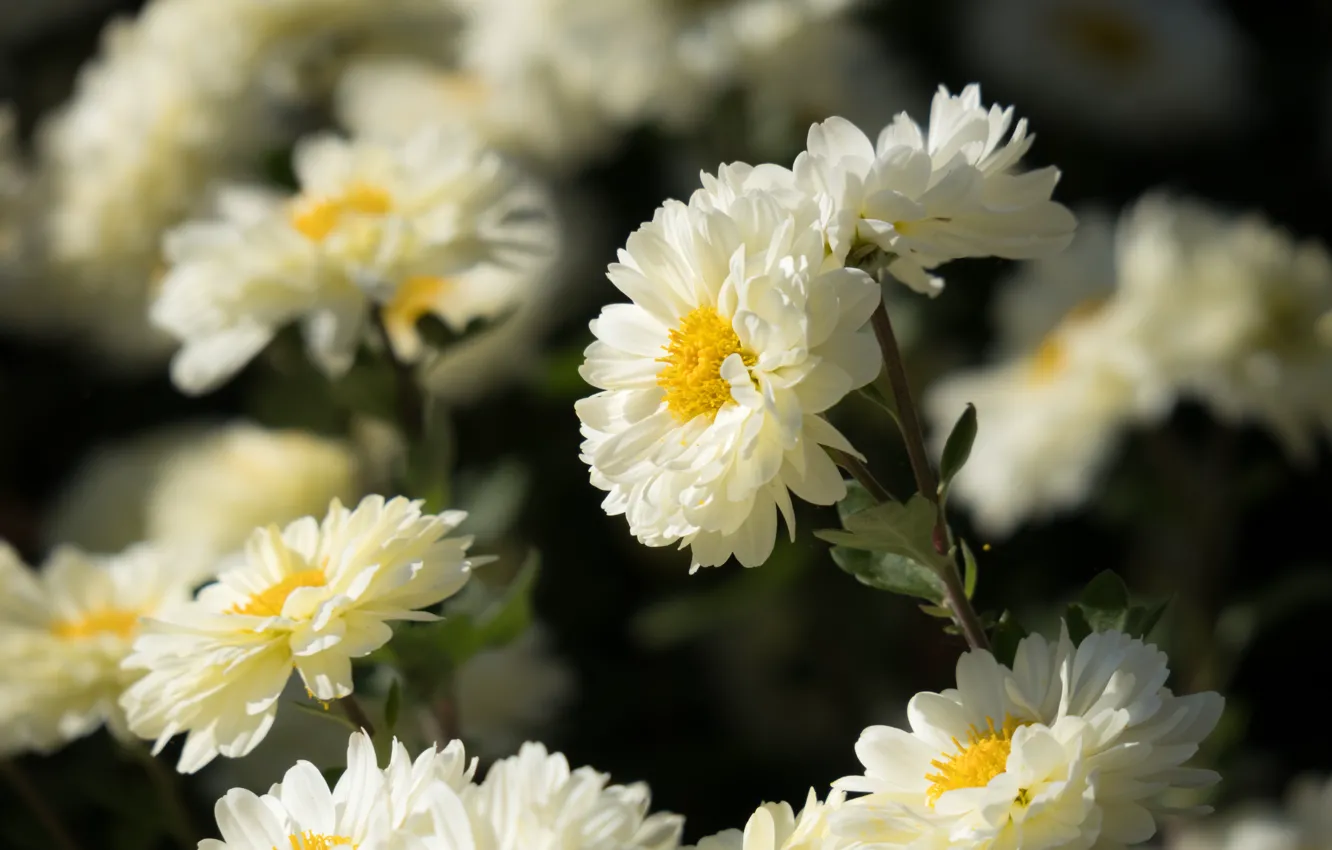 Wallpaper Flowers Background Petals White Asters Images For Desktop Section Cvety Download