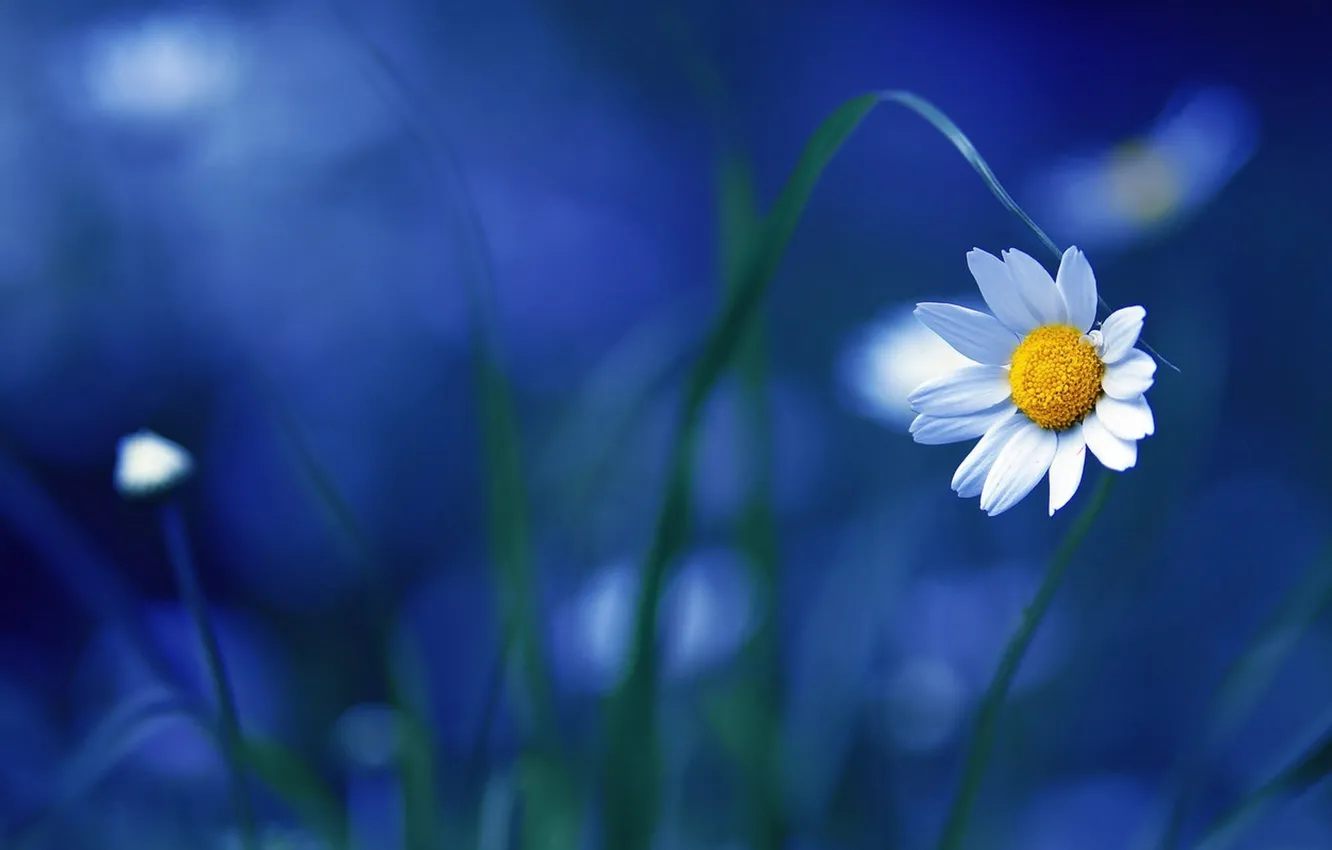 Wallpaper Nature, Flower, Blue, Wallpaper images for desktop, section цветы  - download