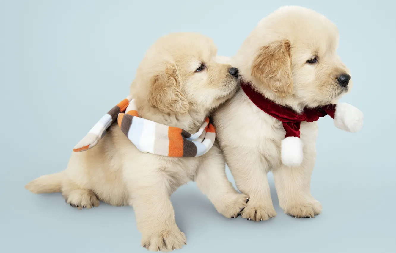 Photo wallpaper dog, New Year, Christmas, puppy, Labrador, Christmas, puppy, dog, New Year, cute, Merry