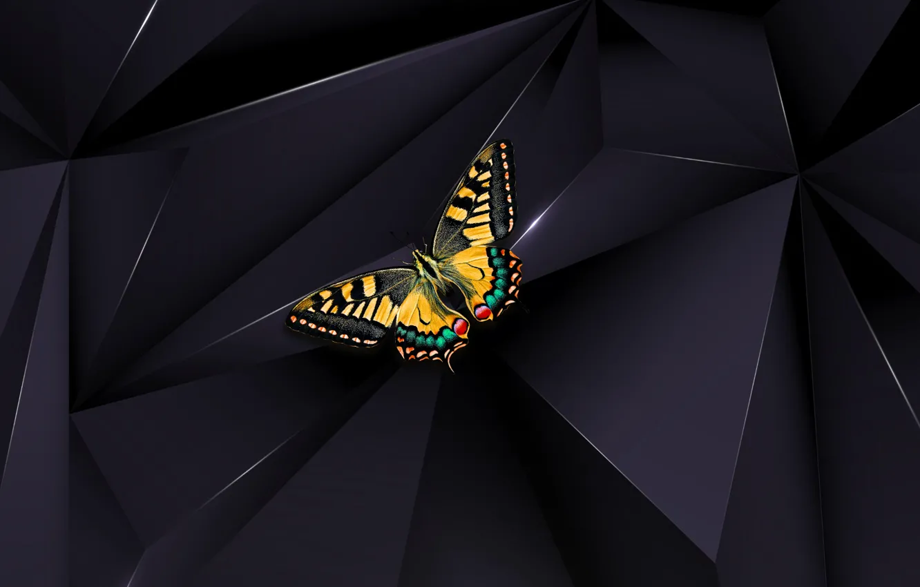 Wallpaper butterfly, macro, black background, insect images for desktop,  section животные - download