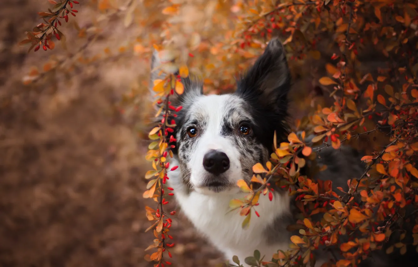 Photo wallpaper autumn, look, face, leaves, branches, nature, background, foliage, black and white, portrait, dog, the border …