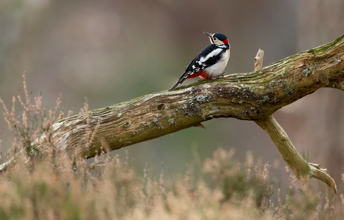 Photo wallpaper pose, bird, branch, woodpecker, snag, log, bokeh