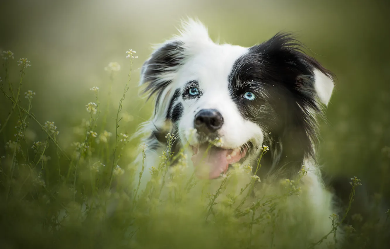Photo wallpaper language, summer, grass, look, face, green, background, sweetheart, black and white, portrait, dog, blur, lies, …
