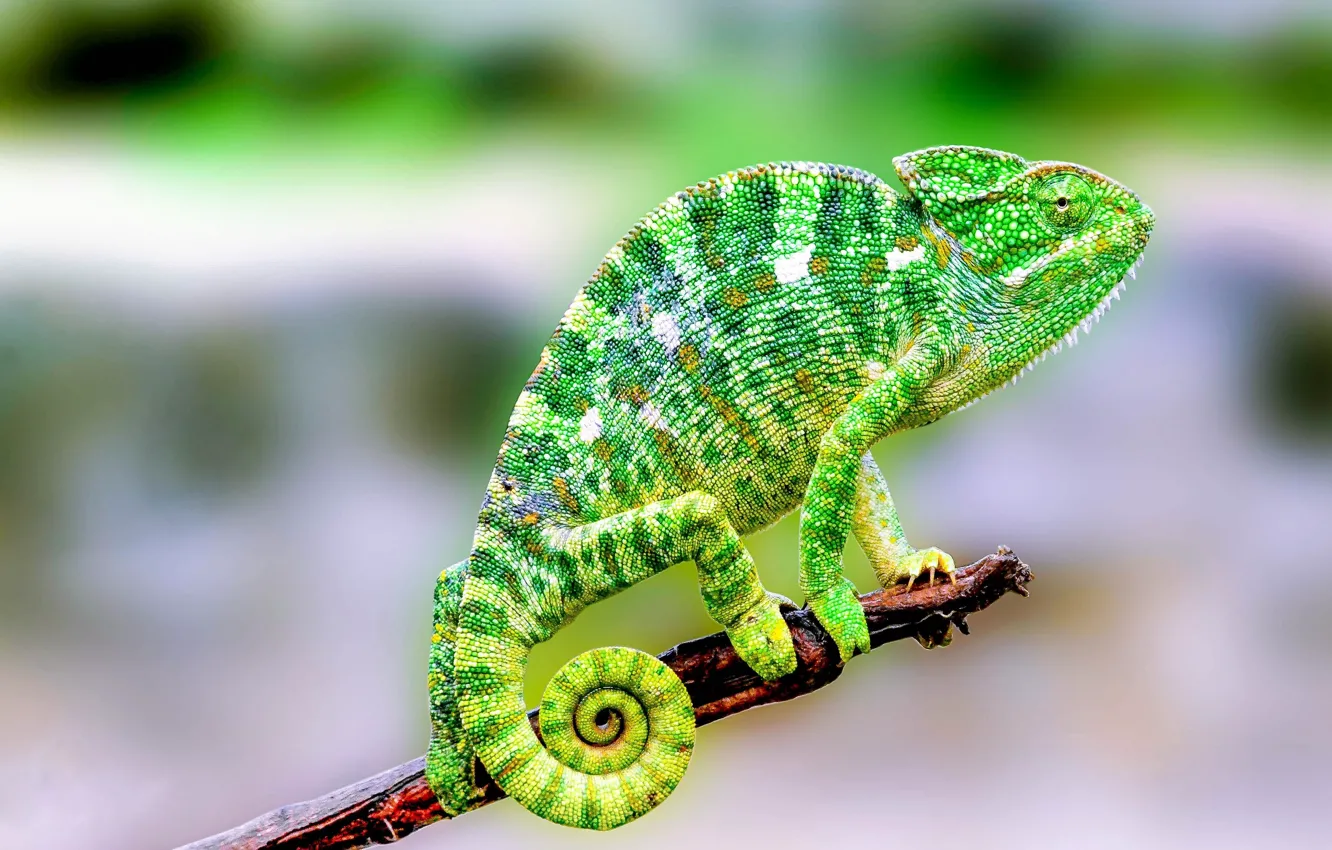 Photo wallpaper green, colorful, nature, lizard, reptile, madagascar