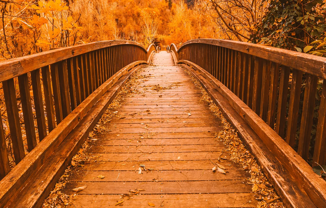 Photo wallpaper autumn, leaves, trees, bridge, Park, trail, nature, yellow, bridge, park, autumn, leaves, tree, path