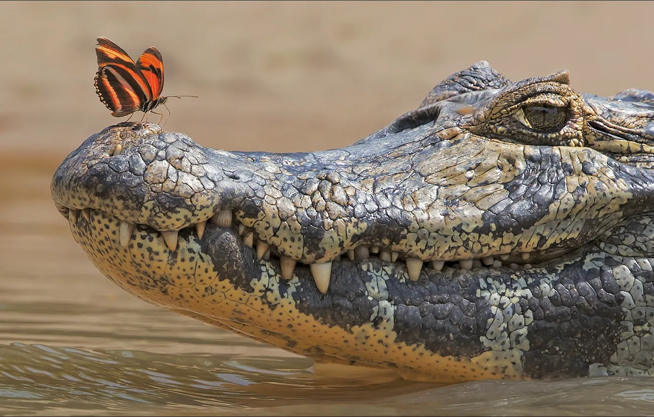 Photo wallpaper butterfly, two, crocodile, Animals, other