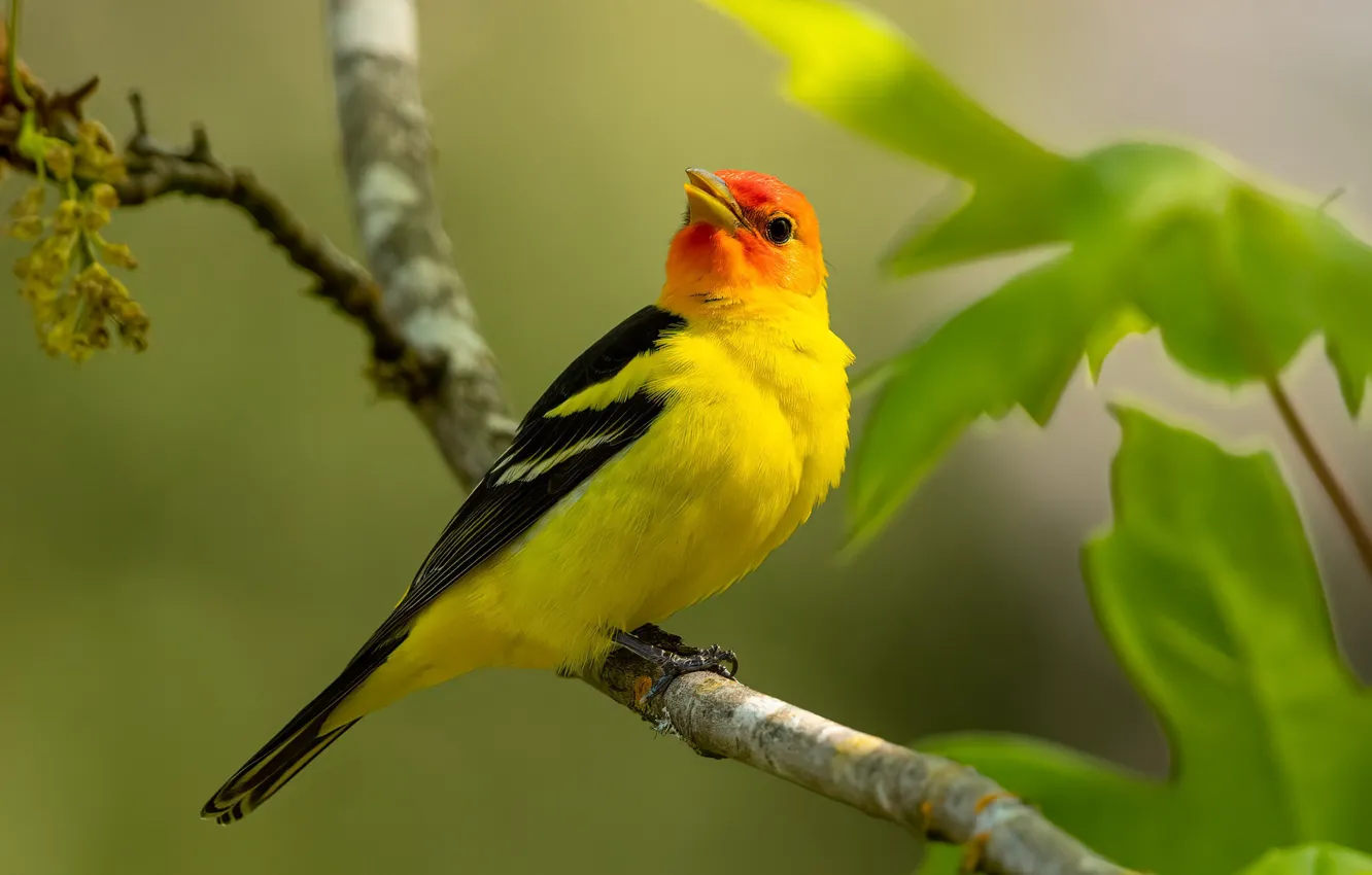 Wallpaper nature, bird, branch images for desktop, section животные -  download