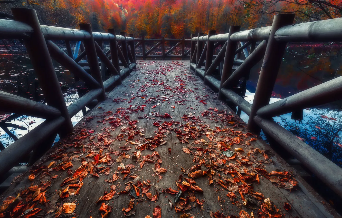 Photo wallpaper autumn, forest, leaves, branches, bridge, nature, lake, pond, Park, foliage, Board, the fence, pierce, railings, …