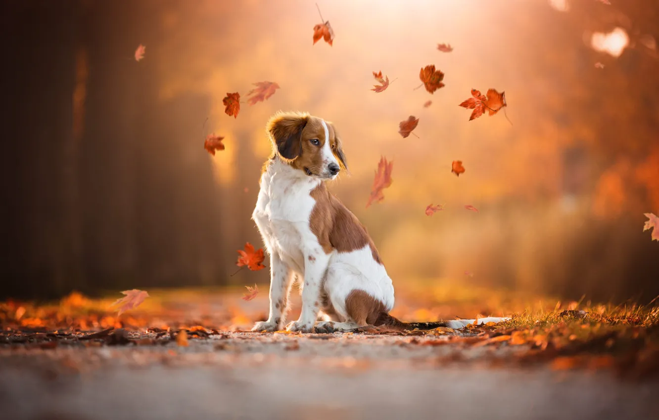 Photo wallpaper road, autumn, look, leaves, orange, nature, pose, Park, background, foliage, dog, leaves, red, sitting, falling …