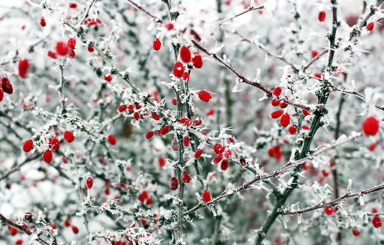 winter, frost, macro, berries, Bush
