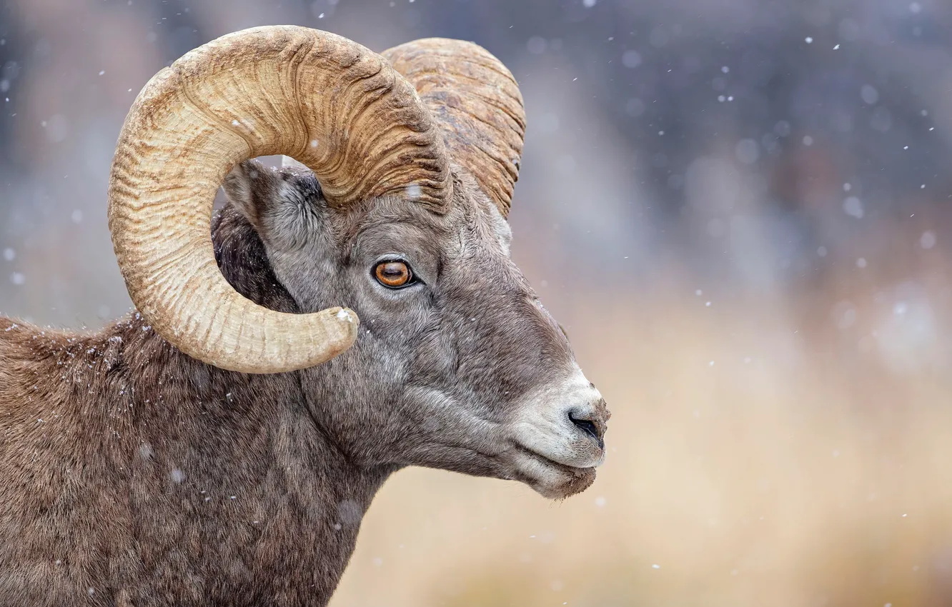 Wallpaper face, horns, RAM, animal images for desktop, section животные -  download