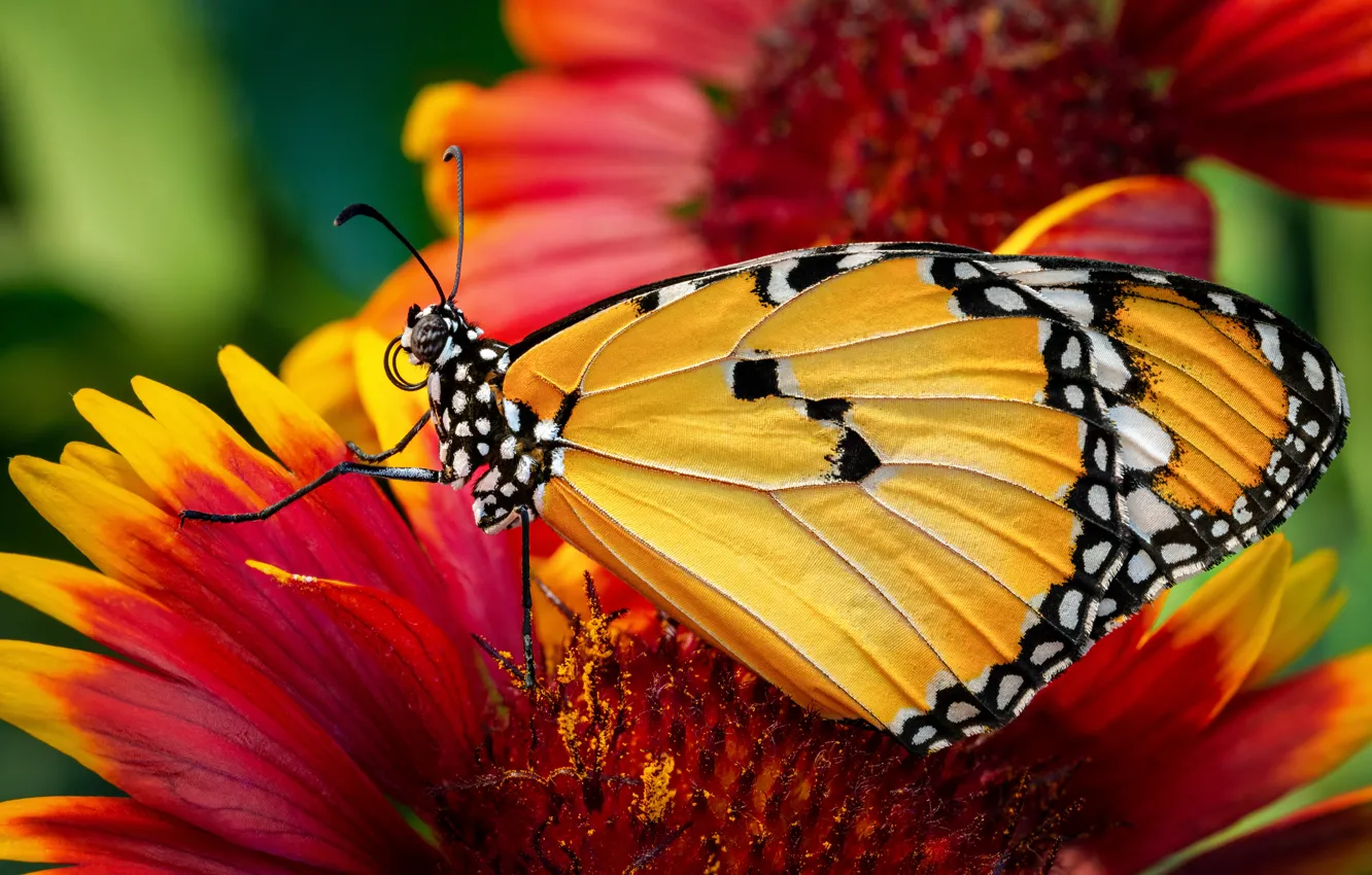 Photo wallpaper animals, summer, macro, flowers, Butterfly, insect, Monarch krezip