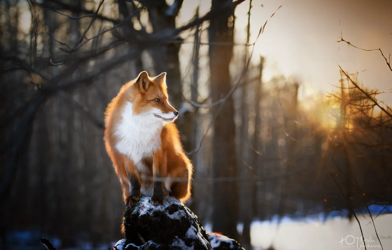 Photo wallpaper winter, forest, nature, animal, Fox, Natalia Ponikarova