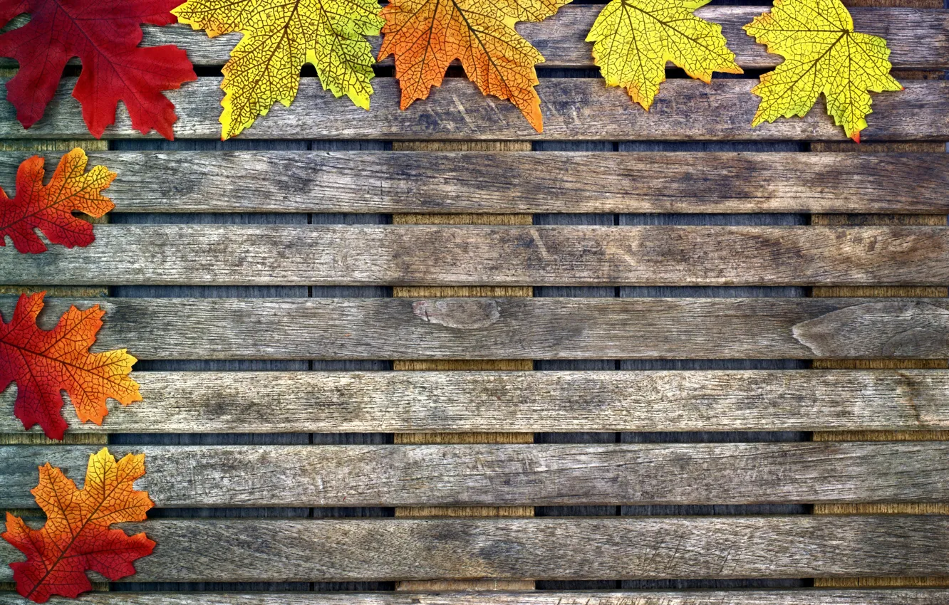 Photo wallpaper autumn, leaves, background, tree, colorful, maple, wood, background, autumn, leaves, autumn, maple