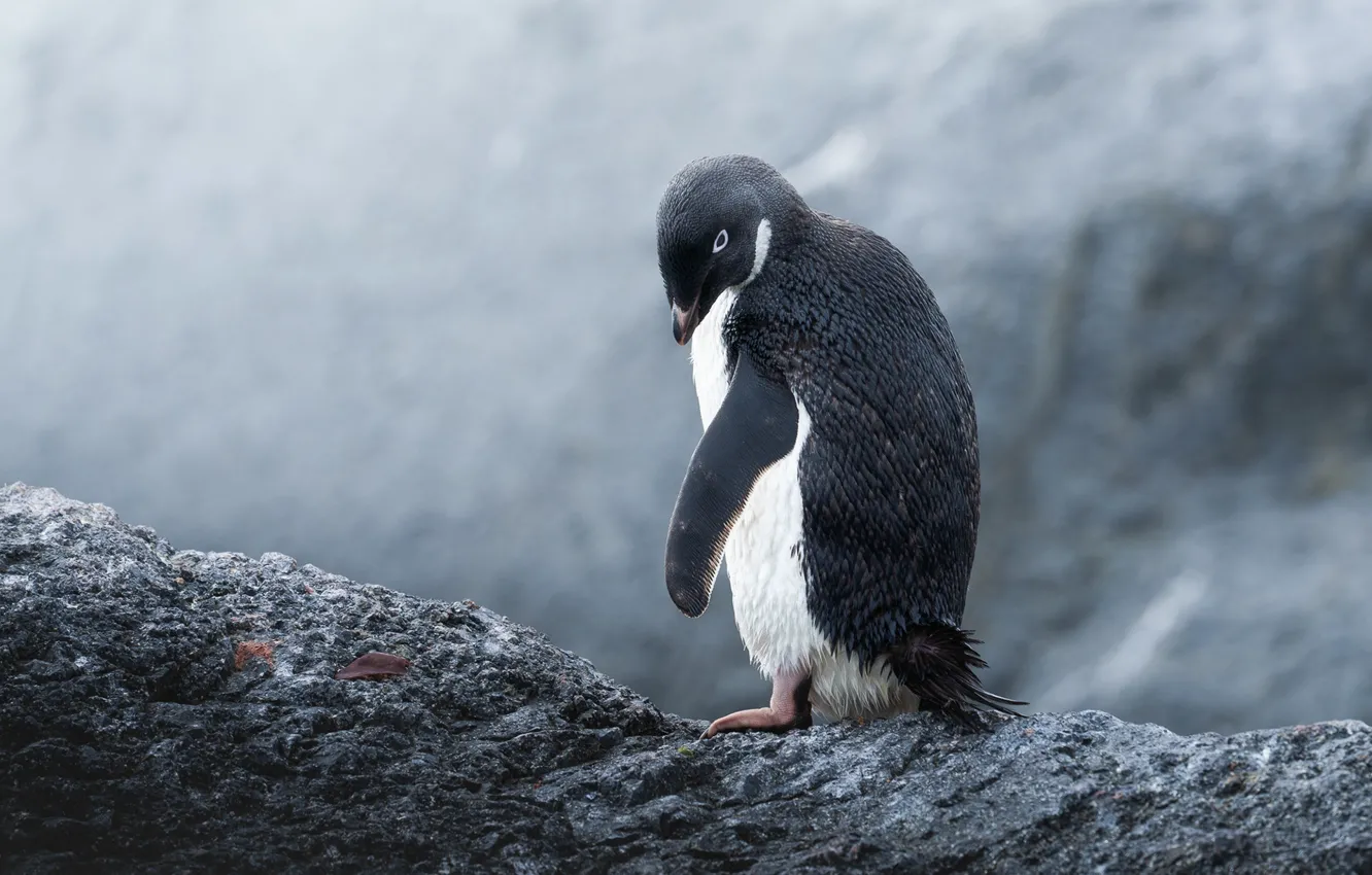 Wallpaper look, stone, wing, penguin, Antarctic Penguins images for  desktop, section животные - download