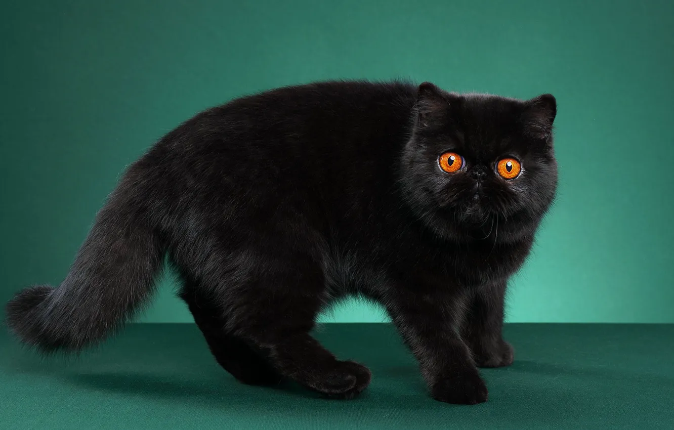 Photo wallpaper cat, cat, look, pose, black, face, green background, Studio, exotic