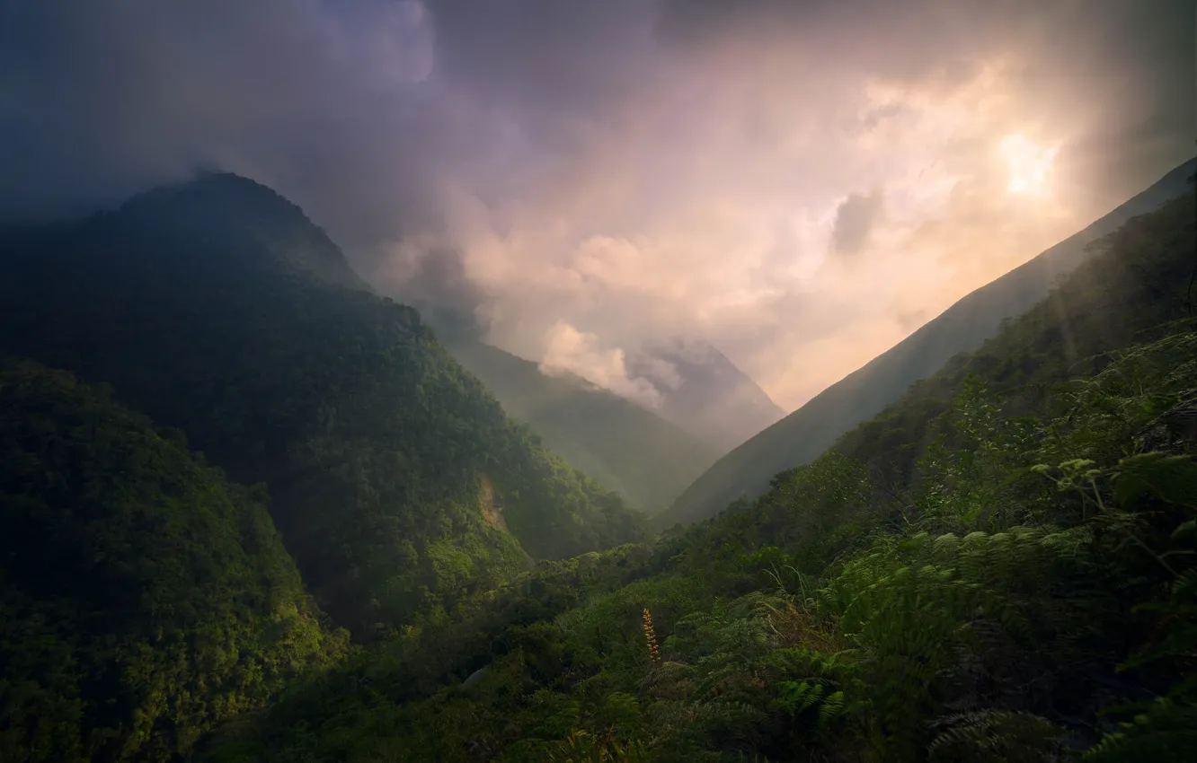 Wallpaper Jungle, Clouds, Green, Sunset, Mountains images for desktop,  section природа - download
