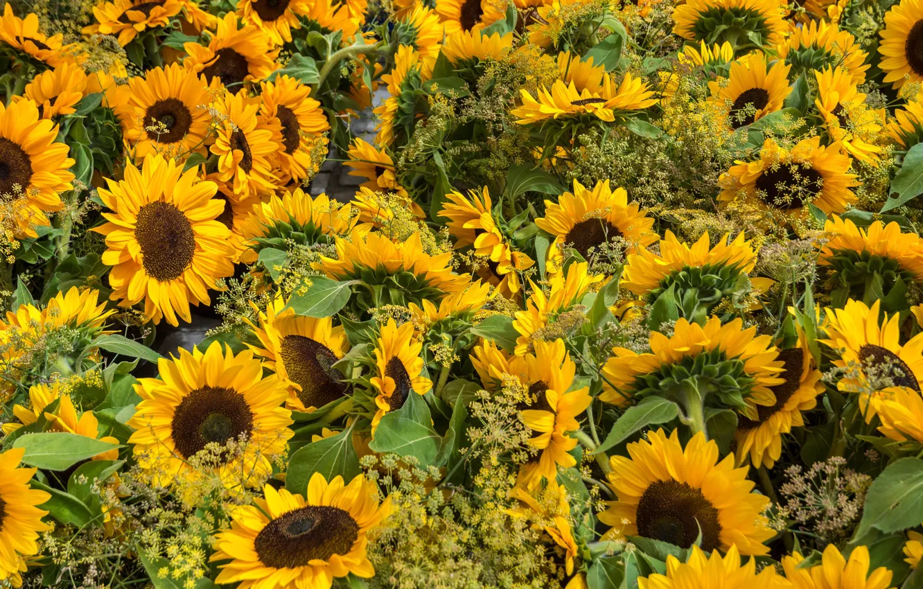 Photo wallpaper field, summer, sunflowers