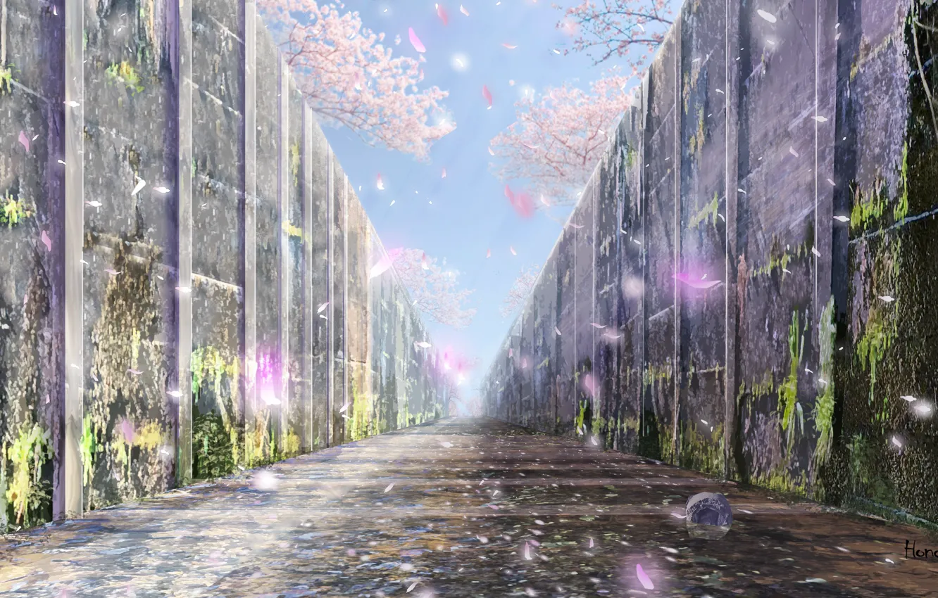 Photo wallpaper road, wall, spring, Sakura