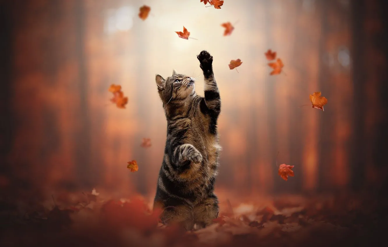 Wallpaper autumn cat  cat  leaves legs stand cat  
