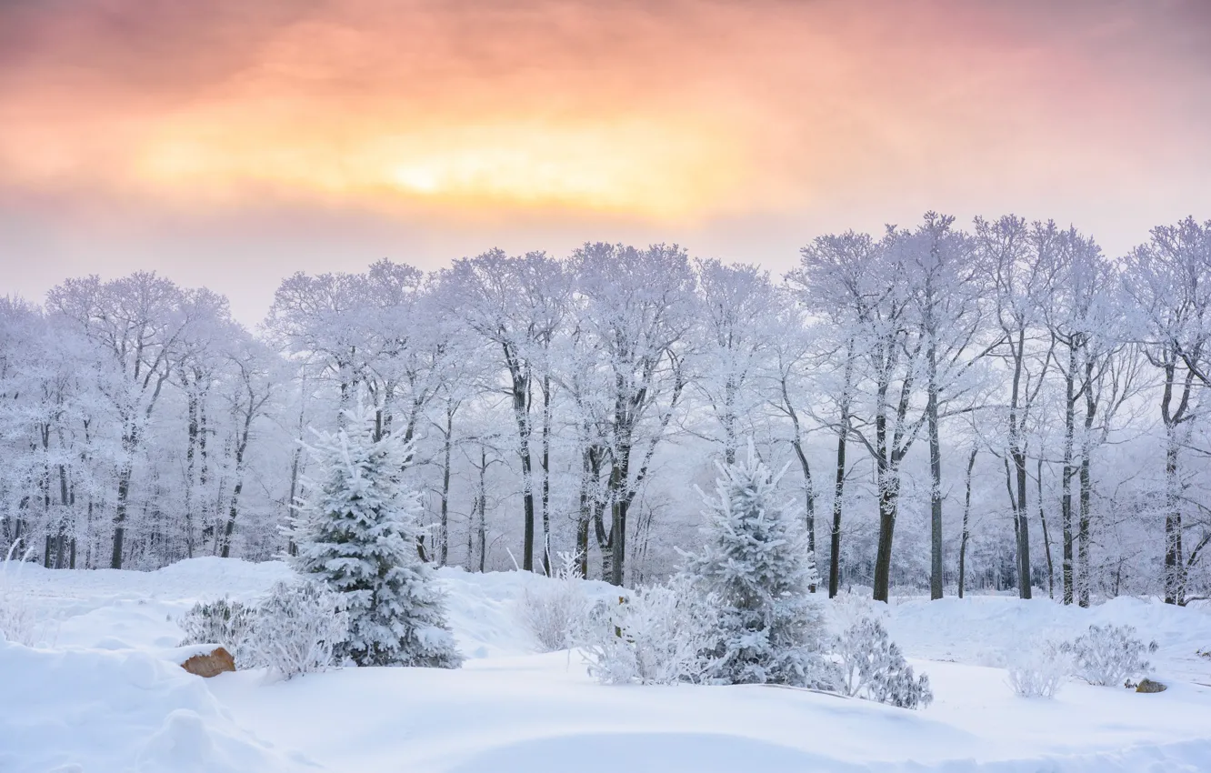 Photo wallpaper winter, snow, trees, sunrise, dawn, morning, ate, the snow, PA, frost, Pennsylvania, Государственный парк Лорел …