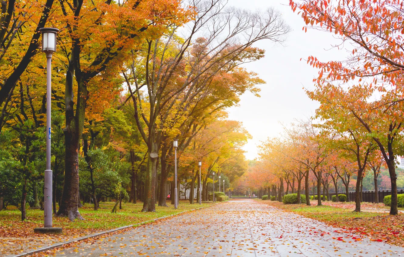 Photo wallpaper autumn, forest, leaves, trees, Park, colorful, forest, landscape, park, autumn, leaves, tree, fall
