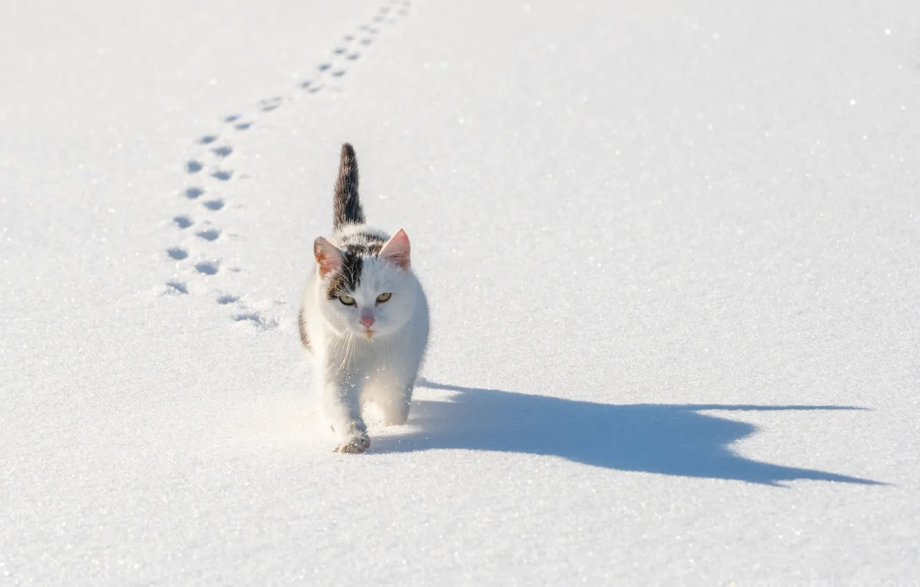Photo wallpaper winter, cat, cat, snow, traces, shadow, cat