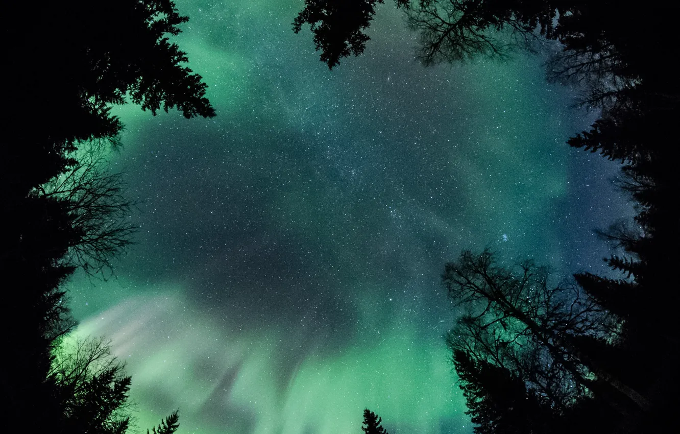 Wallpaper forest, the sky, stars, trees, night, Northern lights images for  desktop, section пейзажи - download