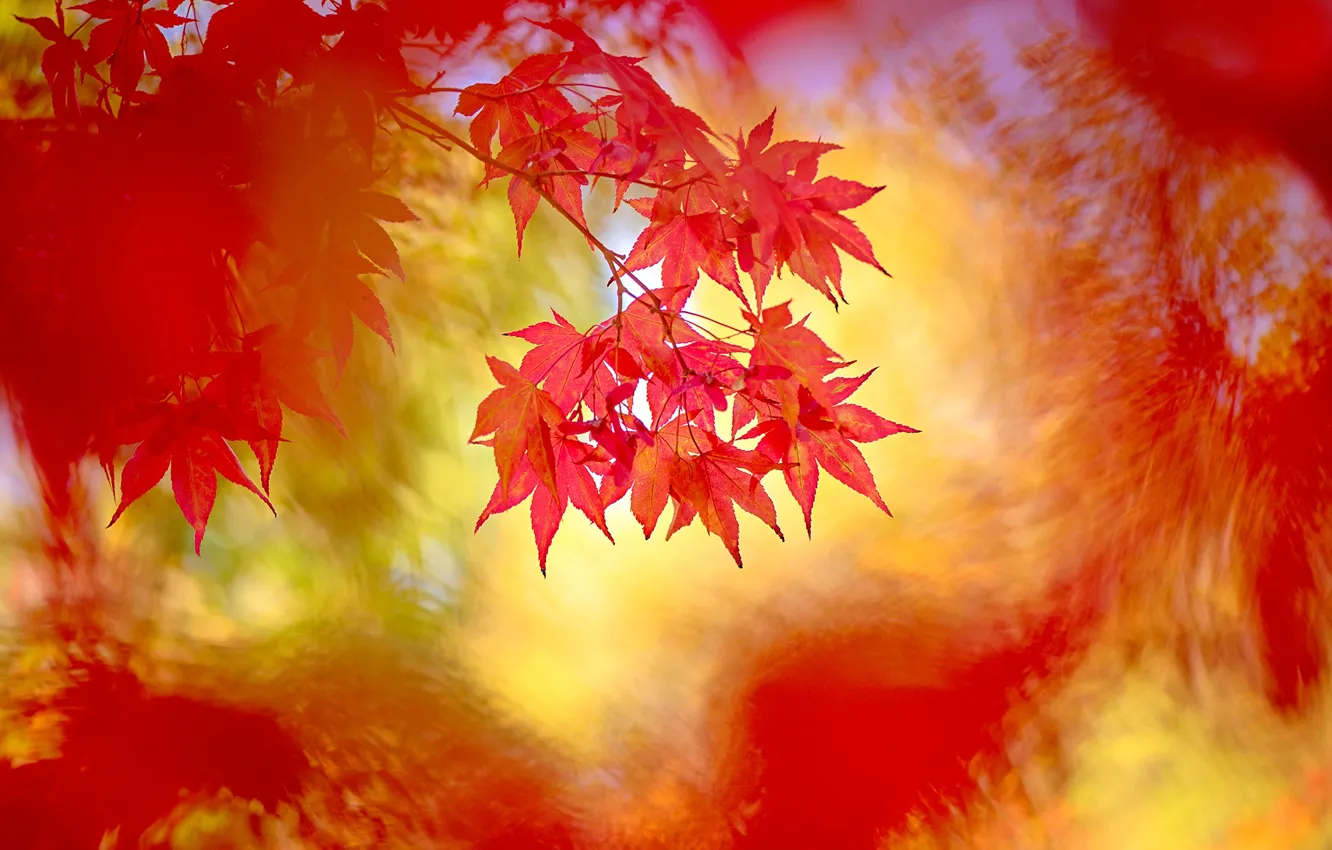 Wallpaper autumn, leaves, branches, nature, background, treatment, blur, red,  bokeh, autumn, Japanese maple images for desktop, section природа - download