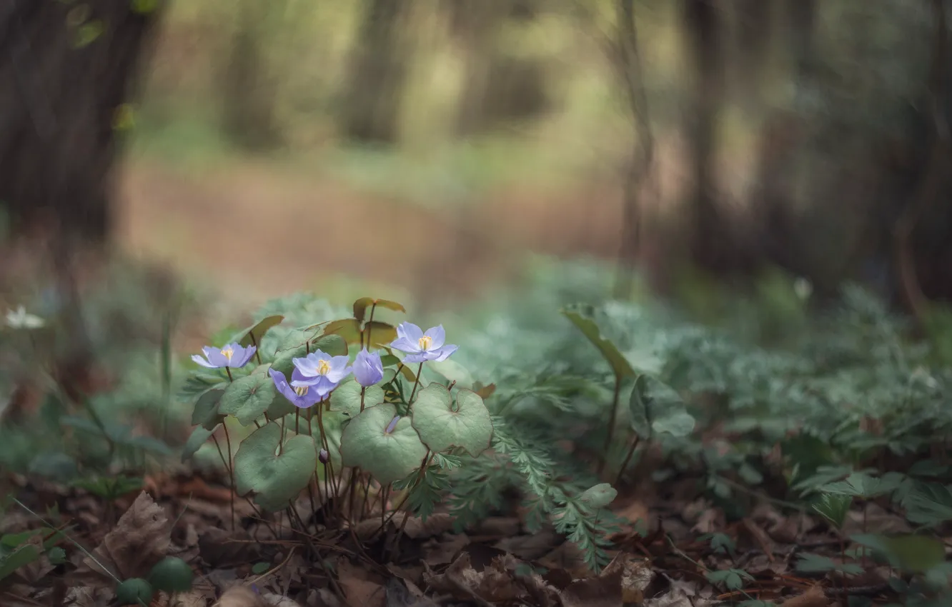 Photo wallpaper forest, grass, flowers, nature, spring, primroses