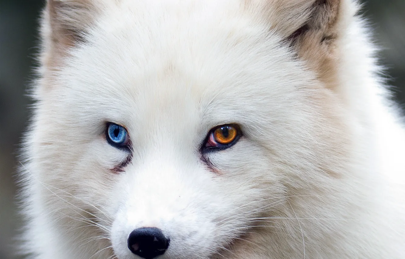 Wallpaper fox, brown eyes, blue eyes, animal, wildlife, fur, ears, close  up, Arctic fox, snout, heterochromia images for desktop, section животные -  download