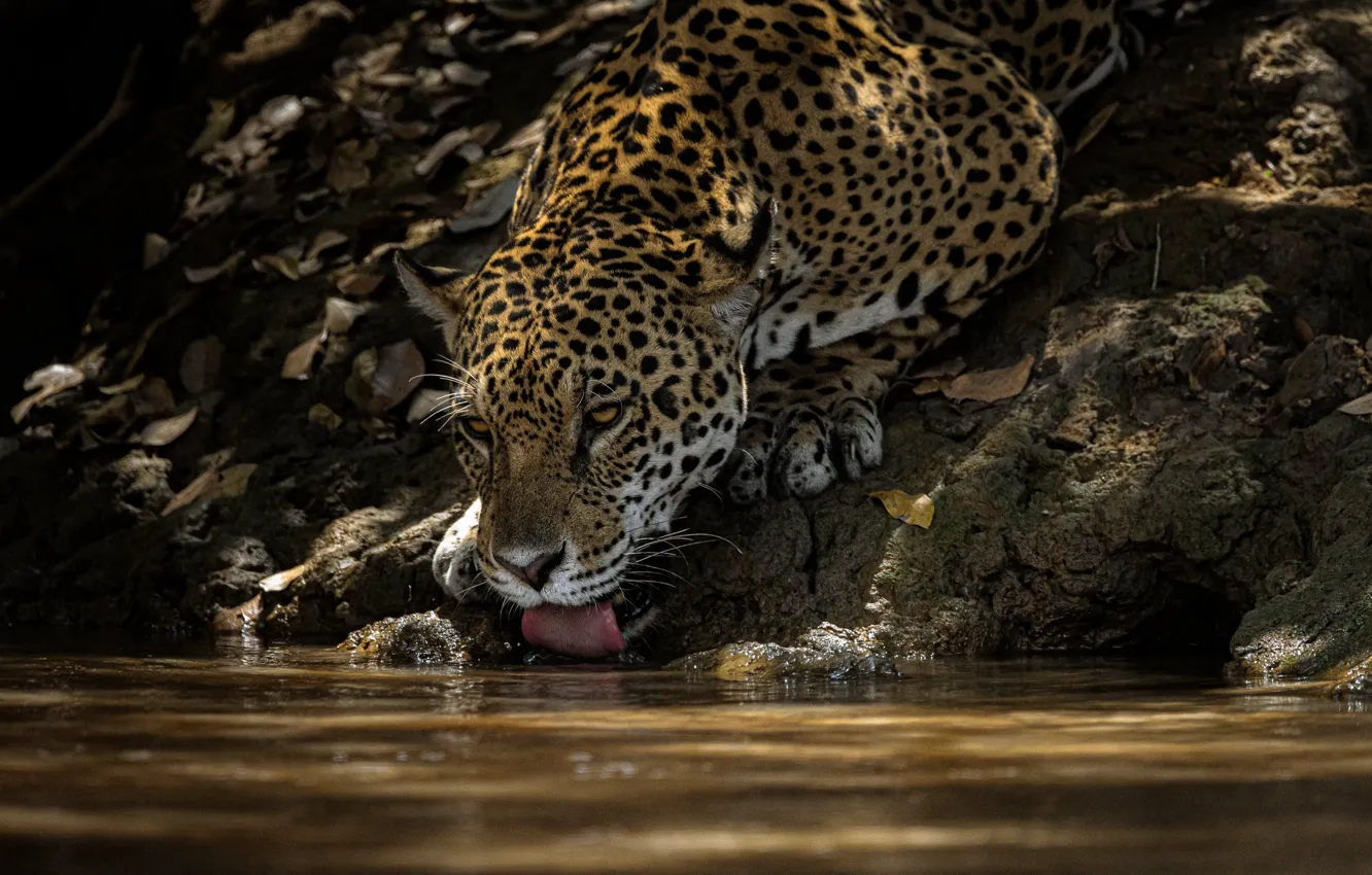 Photo wallpaper water, thirst, predator, Jaguar, drink, wild cat