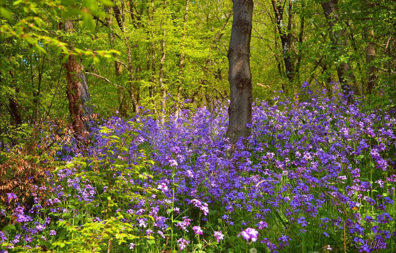 Wallpaper Spring, Forest, Flowers, Flowers, Spring, Forest images for  desktop, section природа - download