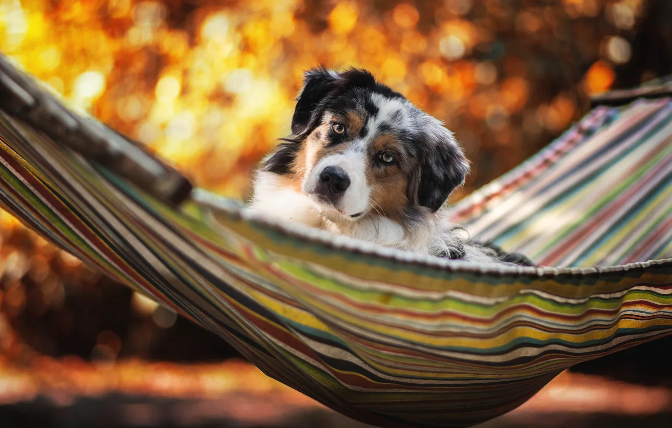 Photo wallpaper summer, stay, dog, hammock, Australian shepherd, Aussie