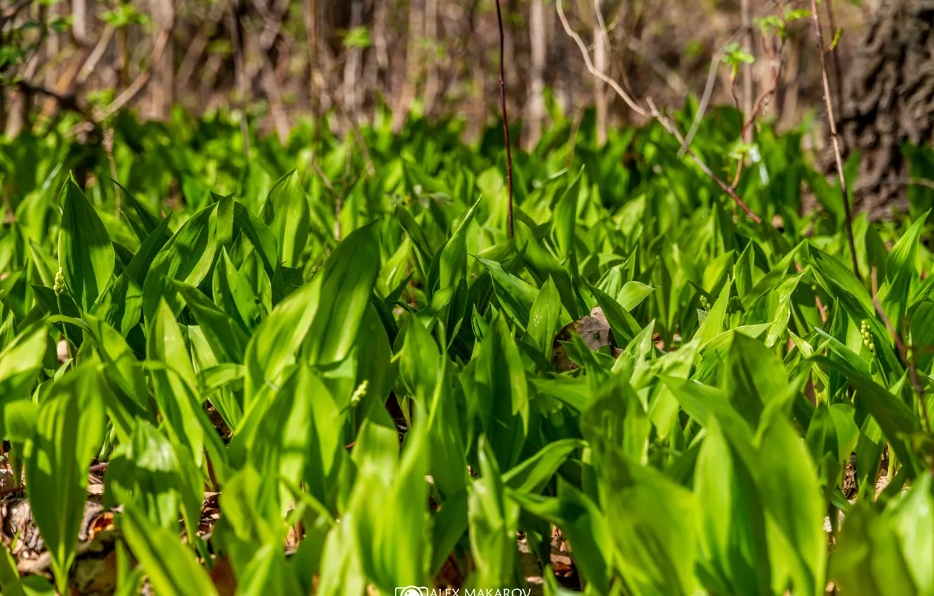 Photo wallpaper greens, forest, spring, clearing, Lily of the valley