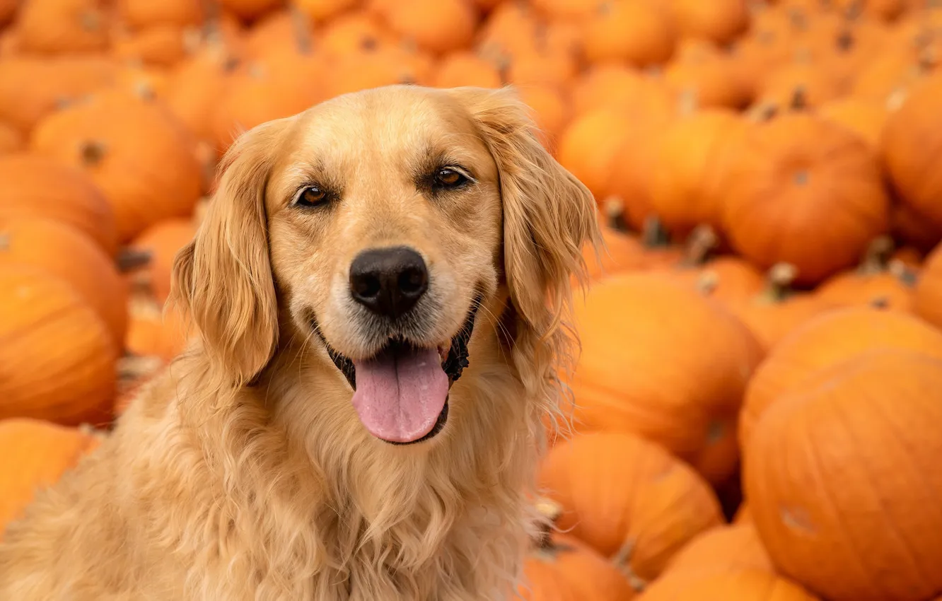 Wallpaper Language Look Face Dog Pumpkin Golden Retriever Golden Retriever Images For Desktop Section Sobaki Download