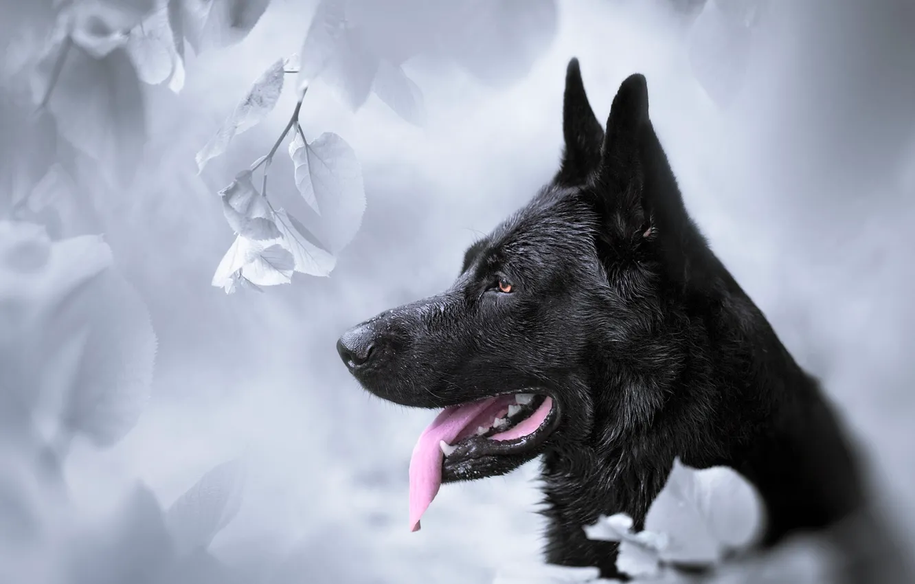 Wallpaper face, background, dog, profile, German shepherd images for  desktop, section собаки - download