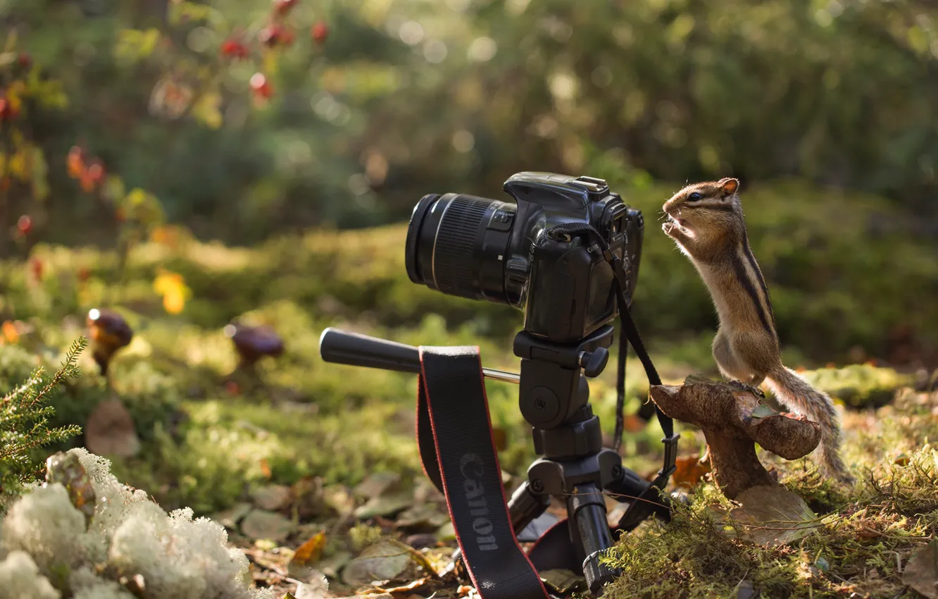 Photo wallpaper autumn, forest, nature, foliage, mushroom, the camera, Chipmunk, animal, rodent, the camera, Yevgeny Levin